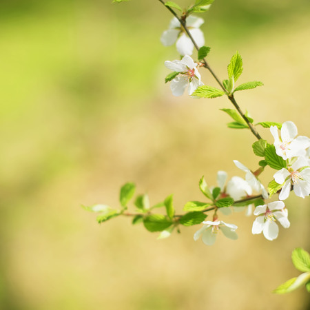 Defocus natural background blurred small flowers on a branch. Pastel colors toningの写真素材
