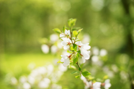 Defocus natural background blurred small flowers on a branch. Pastel colors toningの写真素材