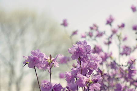 Beautiful branches with flowers rosemary on the background of the sky. Natural nature bright colorsの写真素材