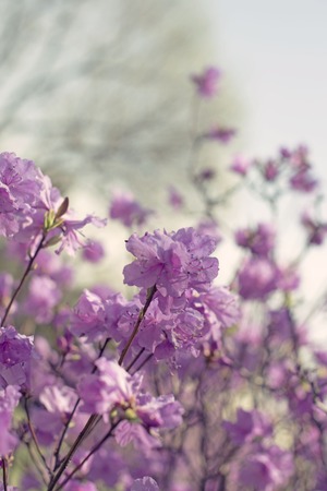 Beautiful branches with flowers rosemary on the background of the sky. Natural nature bright colorsの写真素材