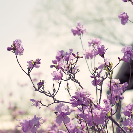 Beautiful branches with flowers rosemary on the background of the sky. Natural nature bright colorsの写真素材