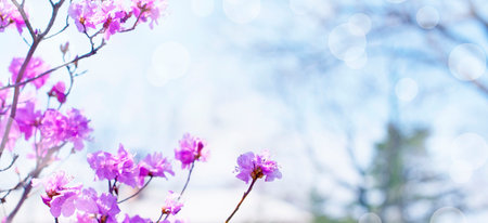 Banner Beautiful branches with flowers rosemary on the background of the sky. Natural nature bright...