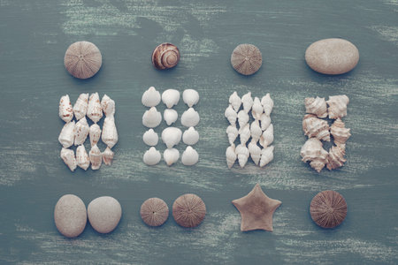 composition of a set of shells stones pebbles star hedgehog wooden background old gray worn copy...