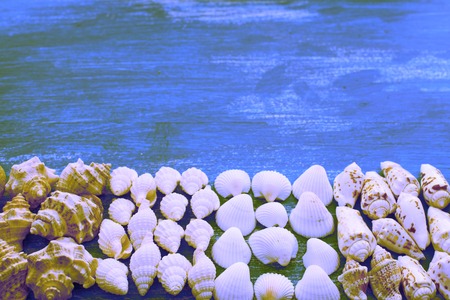 Surrealism composition of a set of shells stones pebbles star hedgehog wooden background old gray worn copy space. Top view flat layの写真素材