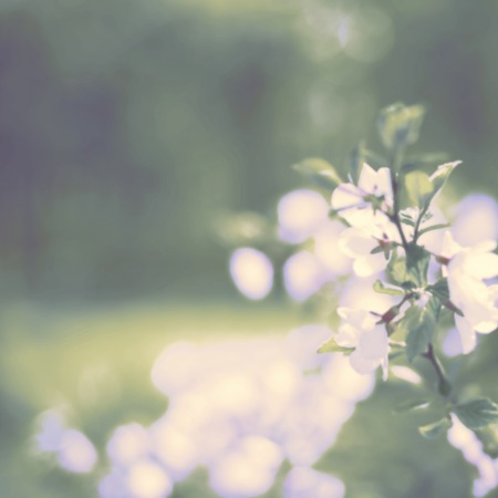 Defocus banner surrealism natural background blurred small flowers on a branch. Pastel colors toningの写真素材