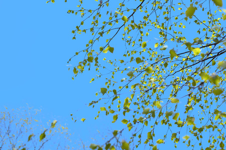 Beautiful birch tree branch with green leaves in the sky. Nature environmentの写真素材