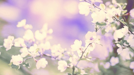 Banner Defocus natural background blurred small flowers on a branch. Pastel colors toning surrealismの写真素材