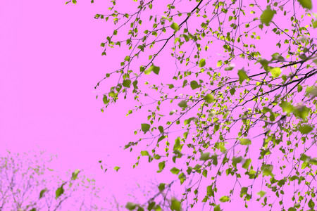 Surrealism Beautiful birch tree branch with green leaves in the sky pink. Nature environmentの写真素材