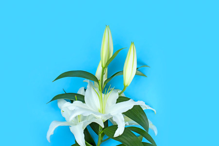 Natural bouquet of lilies on blue background. Copy space for textの写真素材