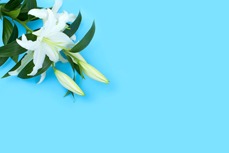 Natural bouquet of lilies on blue background. Copy space for textの写真素材