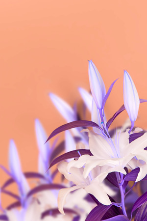 Surrealism natural bouquet of lilies on orange background. Copy space for textの写真素材