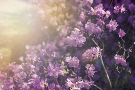 Beautiful branches with flowers rosemary on the background of the sky. Natural nature bright colors defocusの写真素材