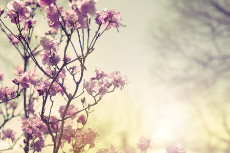 Beautiful branches with flowers rosemary on the background of the sky. Natural nature bright colorsの写真素材