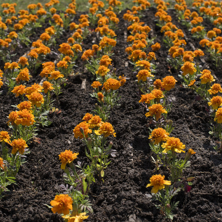 Autumn orange flowers on the land of tagetis bloom in a row. Perennial natural plantの写真素材
