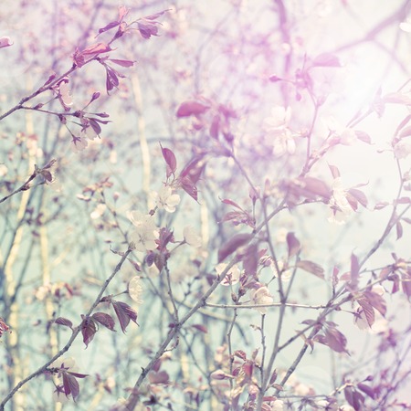 Beautiful branches with flowers on the background of the sky. Natural nature bright colorsの写真素材