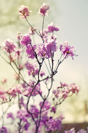 Beautiful branches with flowers rosemary on the background of the sky. Natural nature bright colorsの写真素材