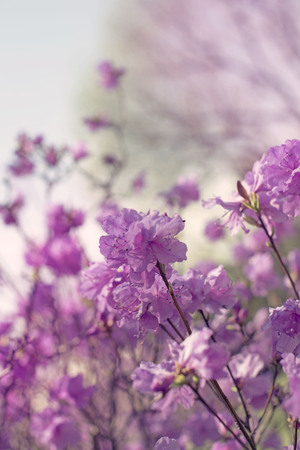 Beautiful branches with flowers rosemary on the background of the sky.の写真素材
