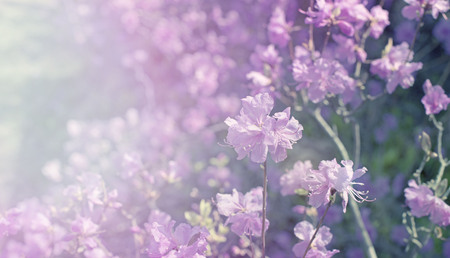 Banner Beautiful branches with flowers rosemary on the background of the sky. Natural nature bright colorsの写真素材