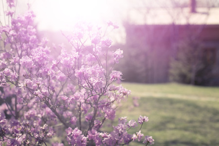 Beautiful branches with flowers rosemary on the background of the sky. Natural nature bright colors defocusの写真素材