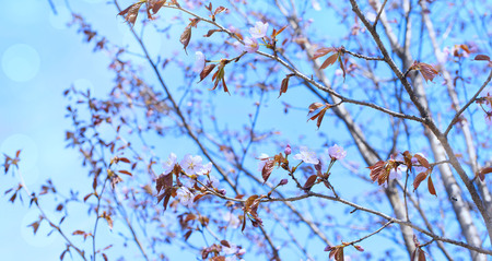 Banner Beautiful branches with flowers on the background of the sky. Natural nature bright colorsの写真素材