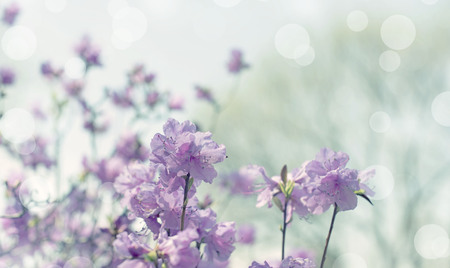 Banner Beautiful branches with flowers rosemary on the background of the sky. Natural nature bright colorsの写真素材