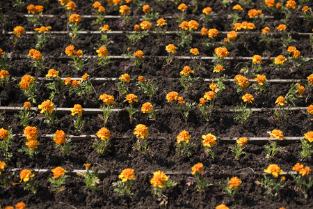 Autumn orange flowers on the land of tagetis bloom in a row. Perennial natural plantの写真素材