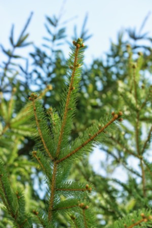 Defocus natural background of cedar branches on the sky background.の写真素材