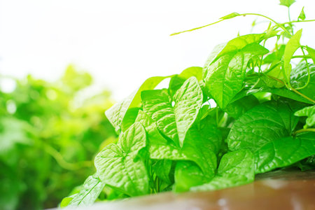 Natural green bushes fresh leaves in sunlight. Bright rich background selective focus toning