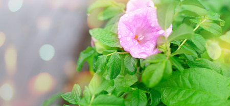 Banner Natural green bushes flower fresh leaves in sunlight. Bright rich background selective focus toningの写真素材