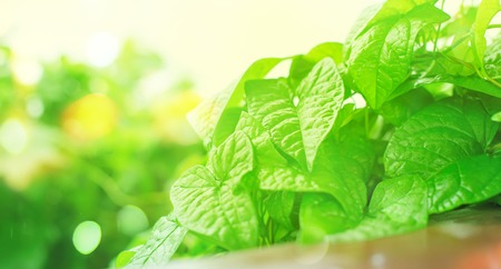 Banner Natural green bushes fresh leaves in sunlight. Bright rich background selective focus toningの写真素材