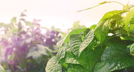 Banner Natural green bushes fresh leaves in sunlight autumn . Bright rich background selective focus toningの写真素材