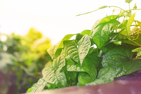 Natural green bushes fresh leaves in sunlight. Bright rich background selective focus toning autumnの写真素材