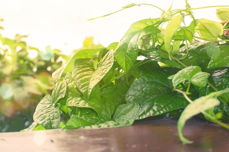 Natural green bushes fresh leaves in sunlight. Bright rich background selective focus toning autumnの写真素材