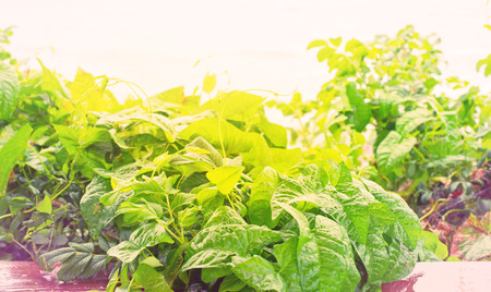 Banner Natural green bushes fresh leaves in sunlight autumn. Bright rich background selective focus toningの写真素材