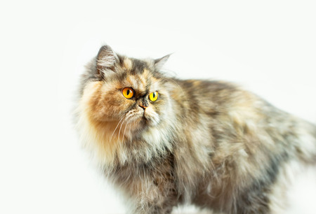 Fluffy colorful Persian cat on a light background. Beautiful domestic long-haired young catの写真素材