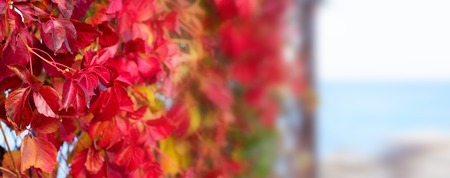Banner Autumn plant red foliage natural Park on the beach. Beautiful autumn landscape selective focusの写真素材