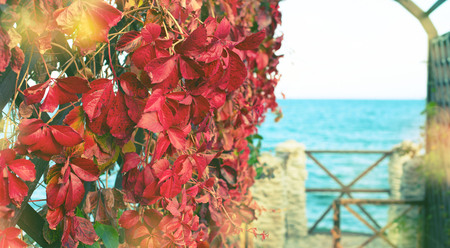 Banner Autumn plant red foliage natural Park on the beach Beautiful autumn landscape selective focusの写真素材