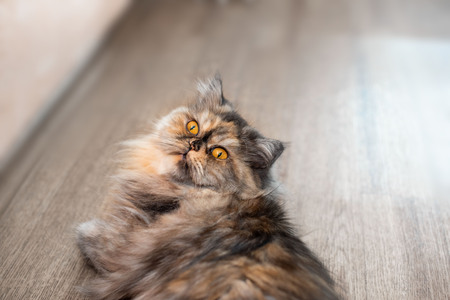 Fluffy colorful Persian cat on wooden background. Beautiful home long-haired young catの写真素材