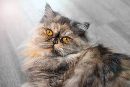 Fluffy colorful Persian cat on wooden background. Beautiful home long-haired young catの写真素材