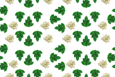 seamless green leaves and flowers pattern on white isolated background Top view flat lay ornamentの写真素材