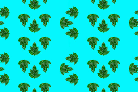 seamless green leaves pattern on blue background Top view flat lay ornamentの写真素材