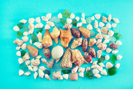 Different sea shells on blue background. Top view flat lay