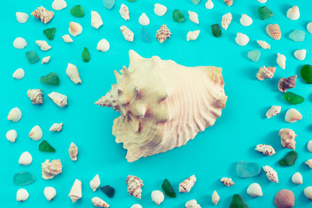 Different sea shells on blue background. Top view flat layの写真素材