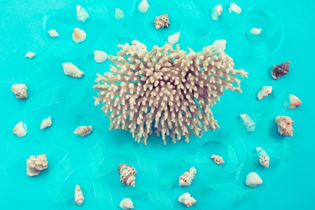 Different sea shells on blue background. Top view flat layの写真素材