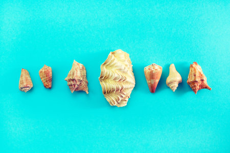 Different sea shells on blue background. Top view flat lay
