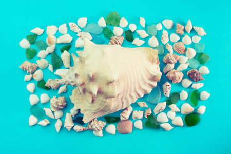 Different sea shells on blue background. Top view flat lay