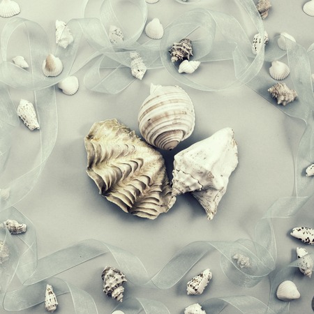 Different sea shells on gray background Top view flat layの写真素材