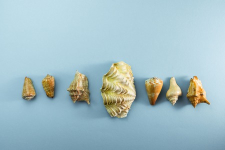 Different sea shells on gray background Top view flat layの写真素材