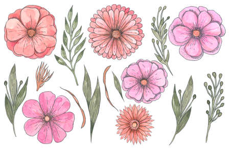 Vintage floral collection elements on a white background Cute pink flowers and greenery setの写真素材