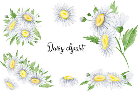 Watercolor daisies flowers clipart Flora arrangement for wedding invitations, birthday cards, cards and patternsの写真素材